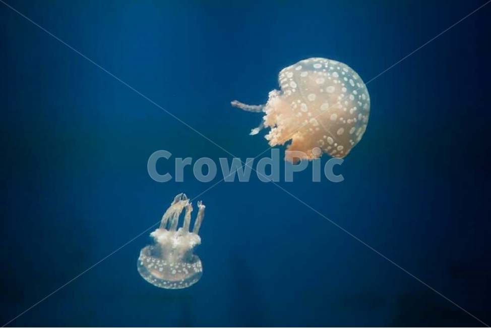 해파리,아쿠아리움,해양생물,바다,수영,jellyfish,wildlife,aquarium,fish,underwater,marine,sea,marinelife,sealife,blue,water,swim,calm,dark