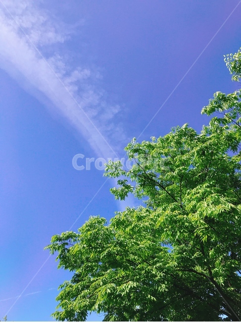 하늘,나무,구름,풍경,자연,tree,plant,자연,풍경,nature,landscape,식물,plants