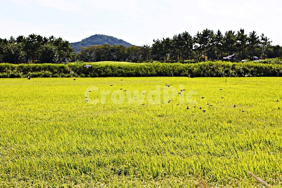 벼,곡식,쌀,논,농업,농사,들,자연,풍경,하늘,구름,자연,풍경,nature,landscape,field,grassland,목초지,outdoors,옥외,farm,농장,rural,농촌