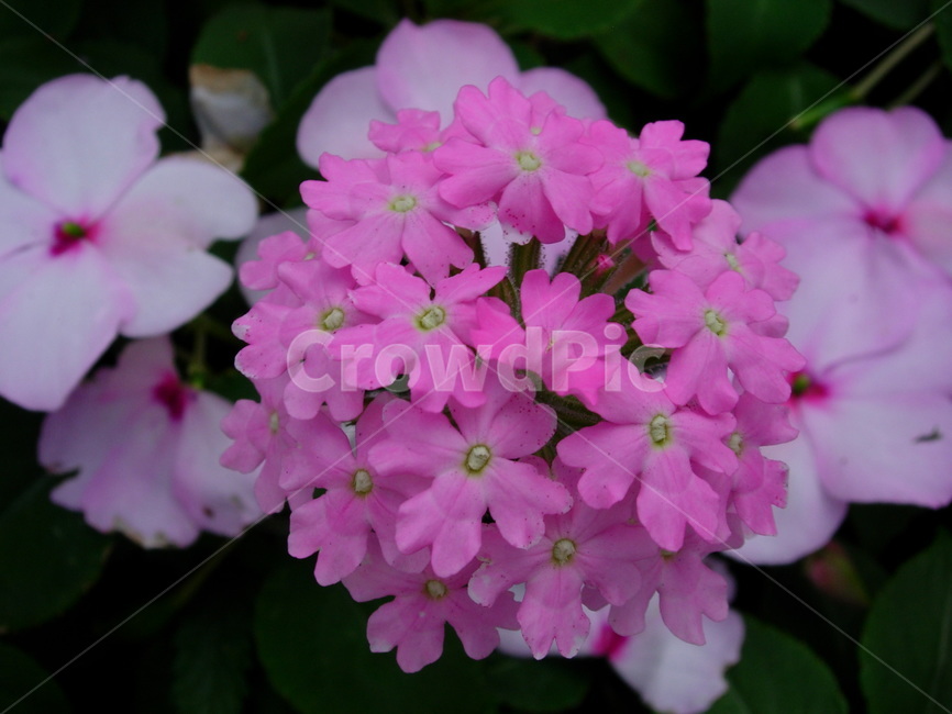 식물,제라늄,꽃,blossom,flower