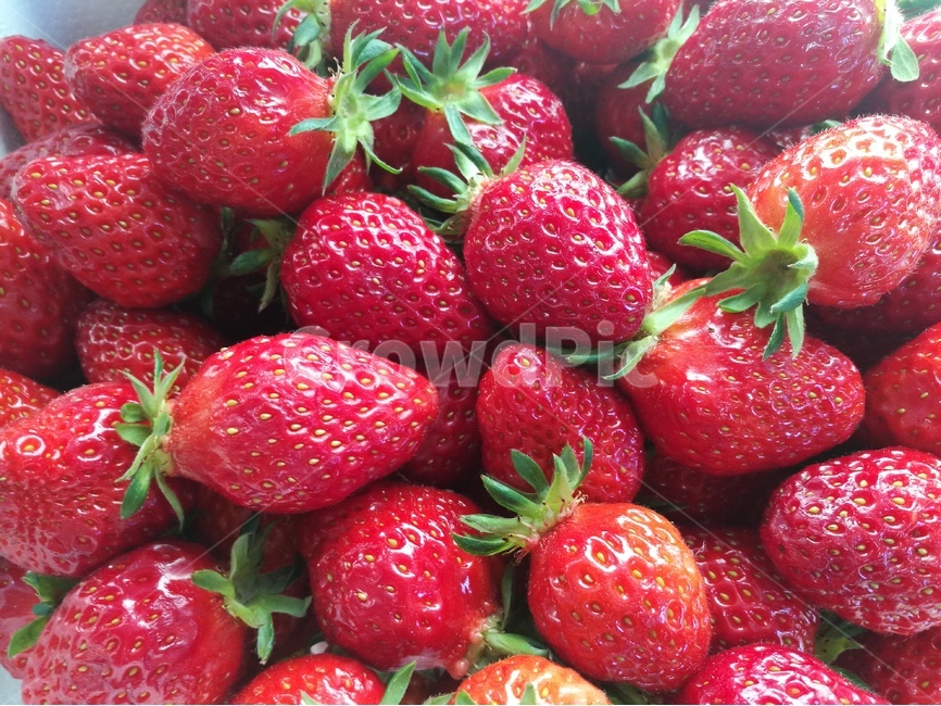 딸기,유기농,비타민,봄,농업,음식,식재료,요리,food,cook,meal,dishes,food reserves,과일,열매,fruit,채소,야채,vegetables
