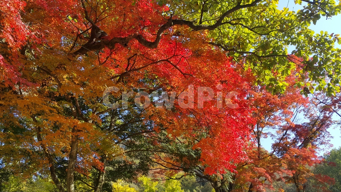 plant,식물,tree,나무,maple,단풍,leaf,잎,가을,계절,fall,autumn,season,자연,풍경,nature,landscape
