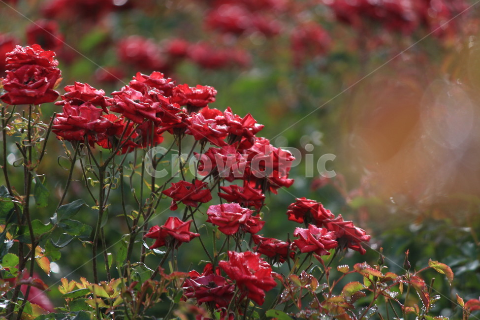 장미,꽃무리,꽃,빨간장미,아웃포커싱,plant,blossom,geranium,제라늄,petal,꽃잎,식물,이슬,물방울,식물,자연,plants,nature,꽃,flower