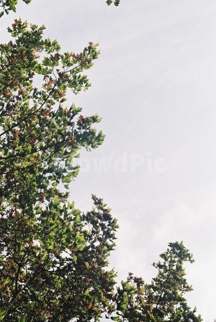 나무,자연,햇빛,필름,필카,감성,식물,자연,plants,nature