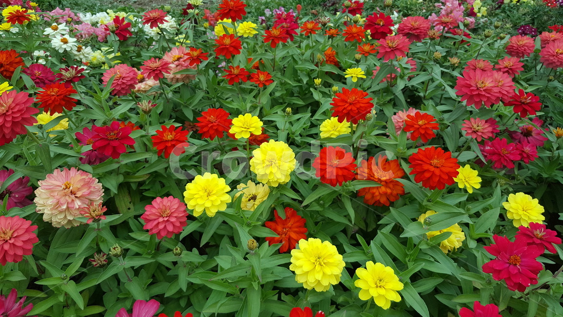 꽃,가을,꽃축제,백일홍,빨강,식물,자연,plants,nature,꽃,flower