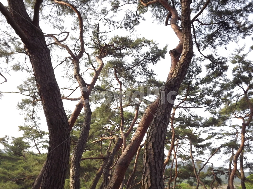 의림지,숲,소나무,나무,유원지,제천,자연,풍경,nature,landscape,식물,plants,나무,trees,wood,tree,tree trunk,나무 줄기,plant