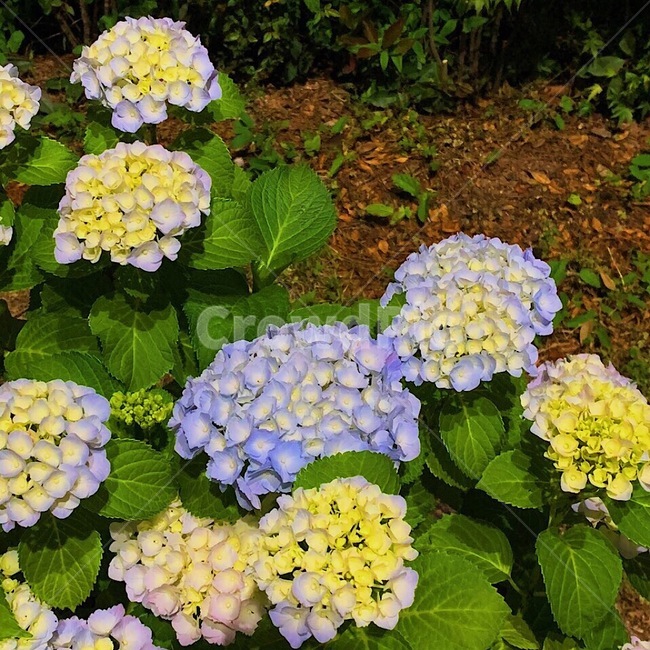 꽃,수국,식물,flower,hydrangea