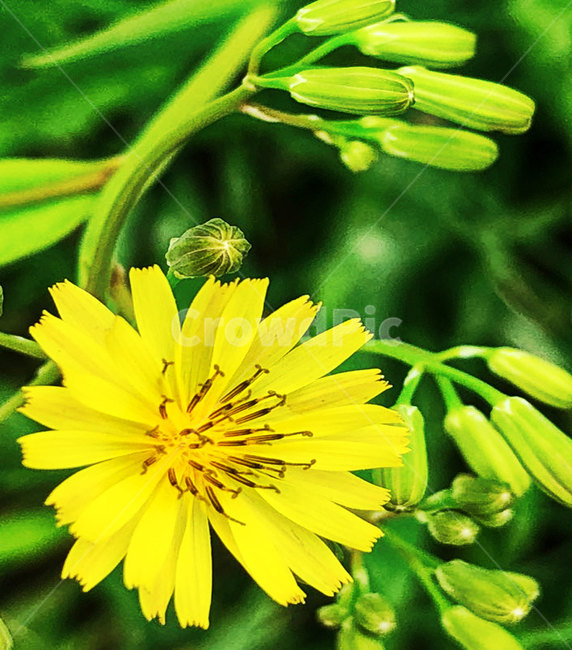 야생화,plant,씀바귀,꽃,blossom,식물,식물,자연,plants,nature