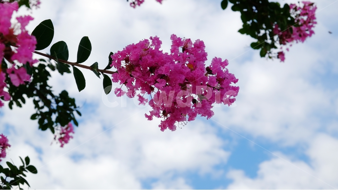 봄,꽃,핑크,분홍,하늘,구름,봄,계절,spring,season,식물,자연,plants,nature,꽃,flower,plant