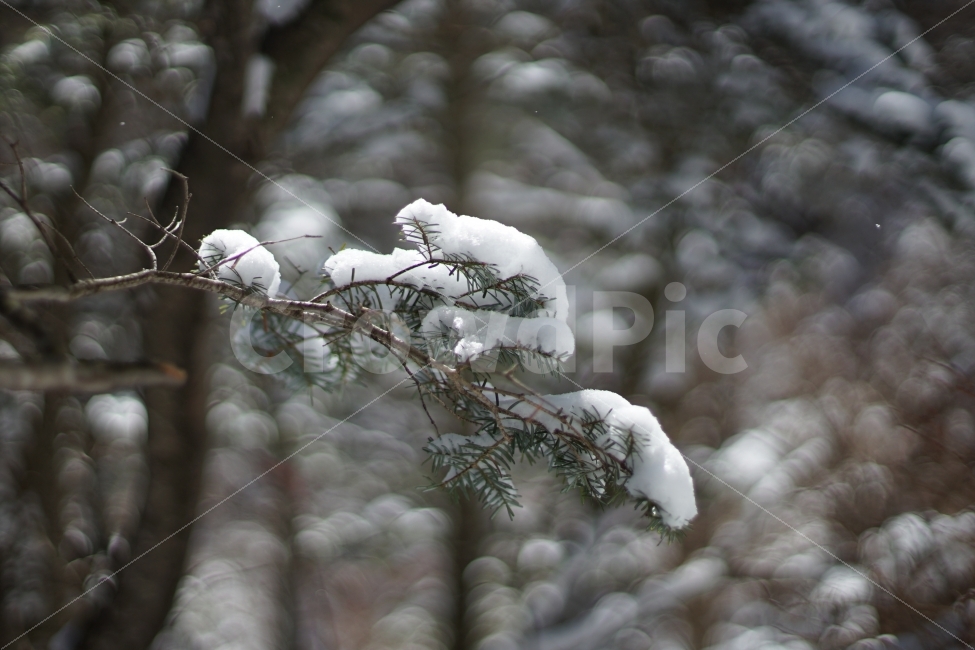 눈,소나무,소복소복,겨울,겨울풍경,지리산,겨울,계절,winter,season,식물,자연,plants,nature