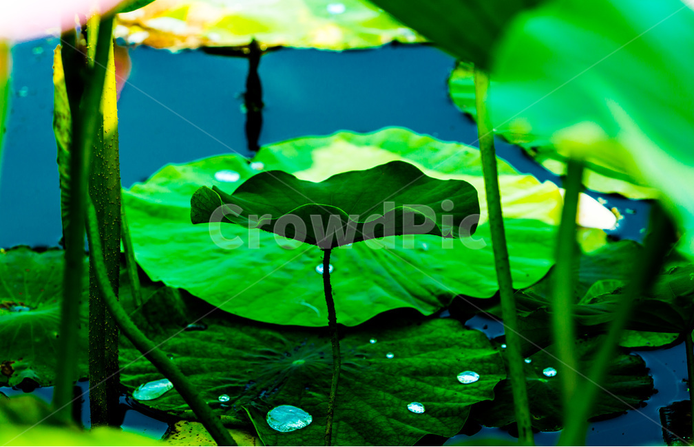 연잎,연대,습지,그림자,문양,무늬,물방울,연못,식물,자연,plants,nature