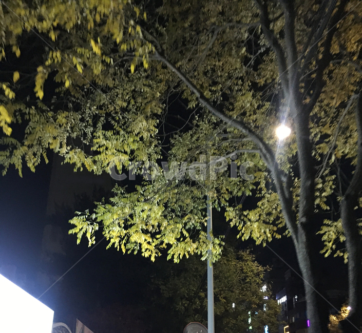나무,낙엽,자연,거리,풍경,생활,street,nature,scenery,deciduous,tree,life,플레어,flare,빛,light