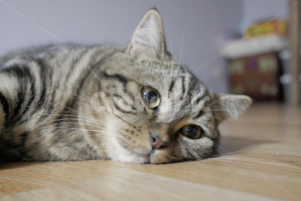 고양이,개냥이,동물,표정,얼굴,귀여운,동물,animal,포유류,mammal,고양이,cat,kitten,kitty