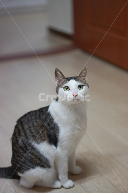 고양이,야옹이,코리안숏헤어,반려묘,미묘,애완동물,동물,animal,포유류,mammal,고양이,cat,kitten,kitty