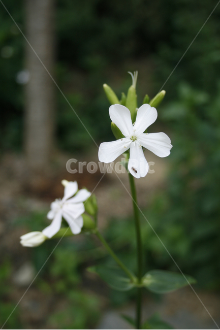 식물,flower,plants,nature,꽃,꽃봉오리,식물,자연,plants,nature,꽃,flower