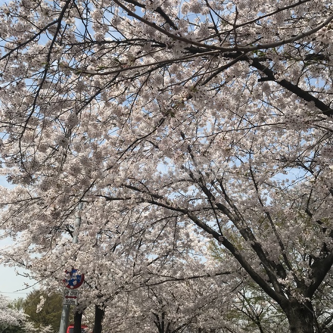 벚꽃,봄,만개,꽃,자연,식물,연분홍,벚꽃나무,봄날,아름다운,감성,nature,spring,cherryblossom,plants,flowers,따뜻한