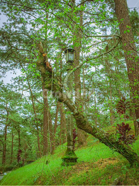 tree,나무,plant,식물,treetrunk,나무줄기,park,stand,light,phillppines,자연,풍경,nature,landscape,tree trunk,나무 줄기