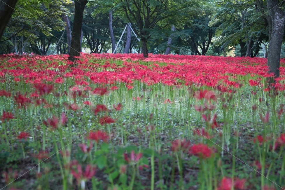 풍경,꽃,꽃무릇,상사화,flower,산책,자연,풍경,nature,landscape,식물,plants,꽃,flower,plant