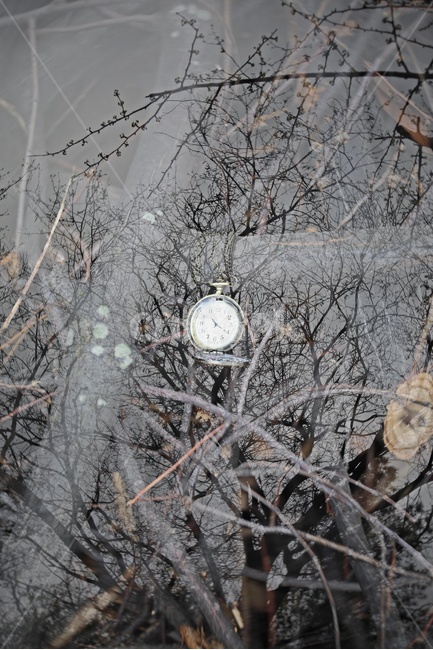회중시계,시계,나뭇가지,나무,watch,apocketwatch,tree,abough,빈티지사진,빈티지느낌,빈티지감성,vintage,사물,물건,오브젝트,thing,object,matter