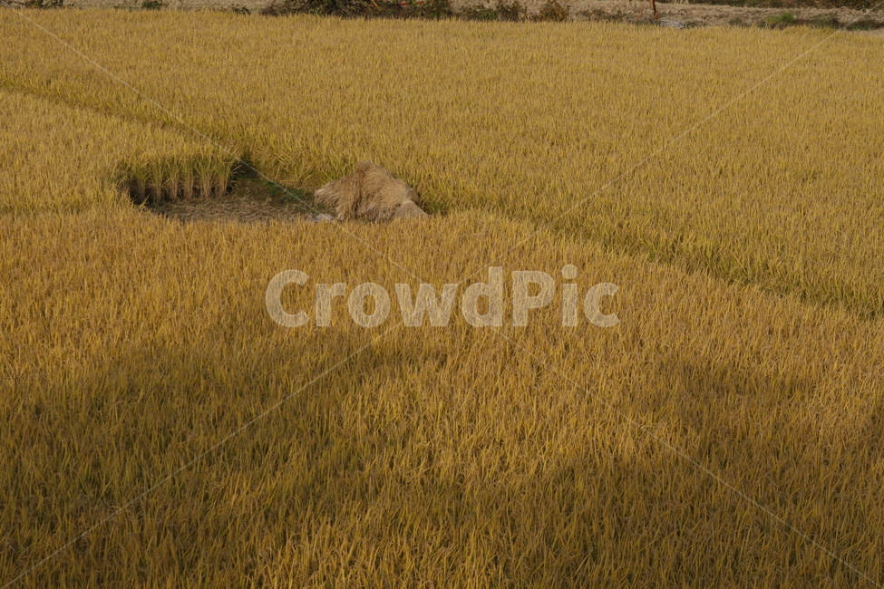 가을,황금들녁,벼농사,추수,수확,가을,계절,fall,autumn,season,산업,industry,industrial,농업,농사,agriculture,farming,farming industry,plant,식물