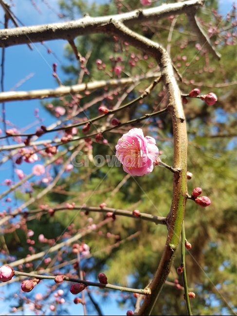 봄,꽃봉오리,나무,나뭇가지,핑크,꽃,flower,plant,flowerbloom,blossom