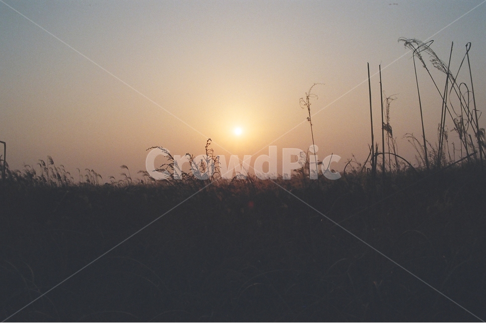 하늘공원,억새,해질녘,낙조,가을풍경,자연,풍경,nature,landscape,grass,잔디,plant,식물