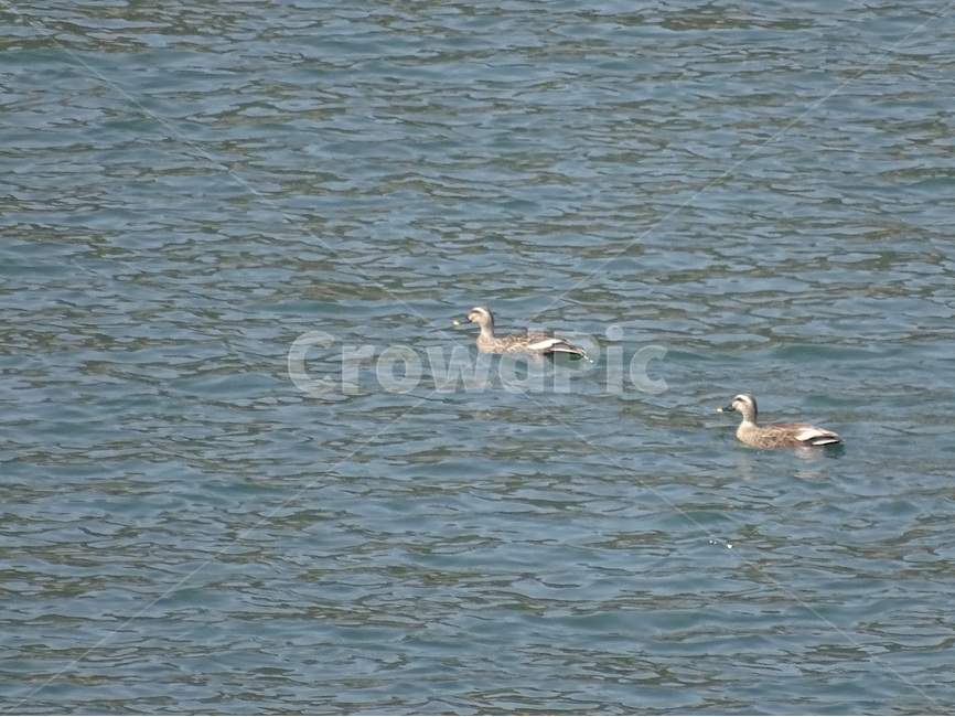 흰뺨검둥오리,duck,오리,저수지,댐,강,새,물새,자연,야생,야생동물,봄,여름,가을,겨울,물,오리들,두마리,동물,조류,새들,river,water,bird,birds,변산반도,부안,우리나라,우리나라새,동물,animal,조류,새,birds