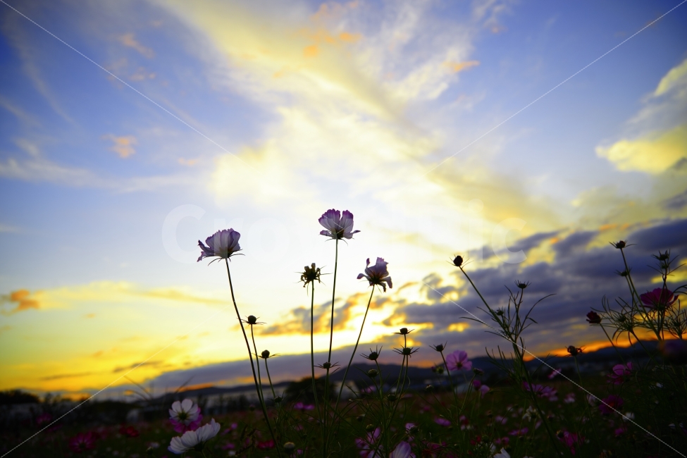 가을,하늘,바람,구름,코스모스,결실,가을,계절,fall,autumn,season,식물,자연,plants,nature,꽃,flower,outdoors,옥외,spring,봄,grassland,목초지,field,들