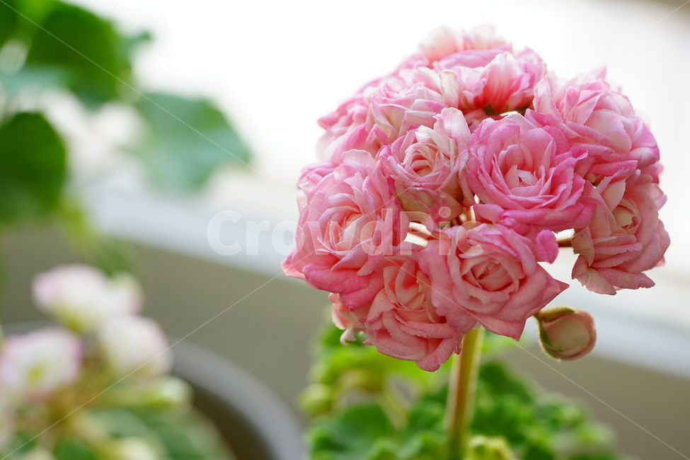 꽃,플라워,화분,flower,식물,생명,생물,감성,접사,색감,컬러,식물,자연,plants,nature,꽃,flower,실내용화초,화분,화초,house plant