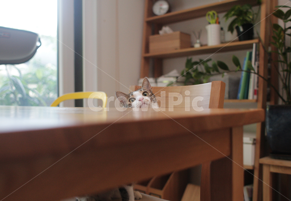 고양이,코리안숏헤어,코숏,집냥이,cat,kitty,animal,동물