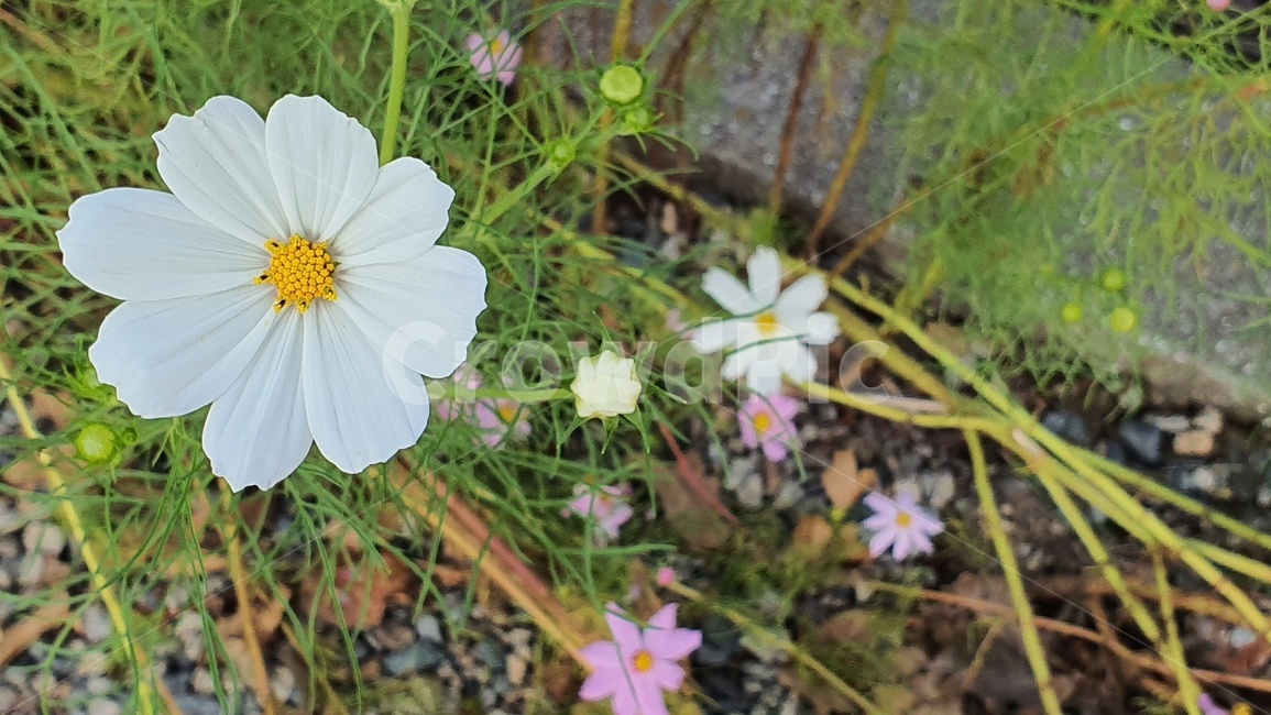 식물,plant,꽃,flower,blossom,코스모스,식물,자연,plants,nature,꽃,flower