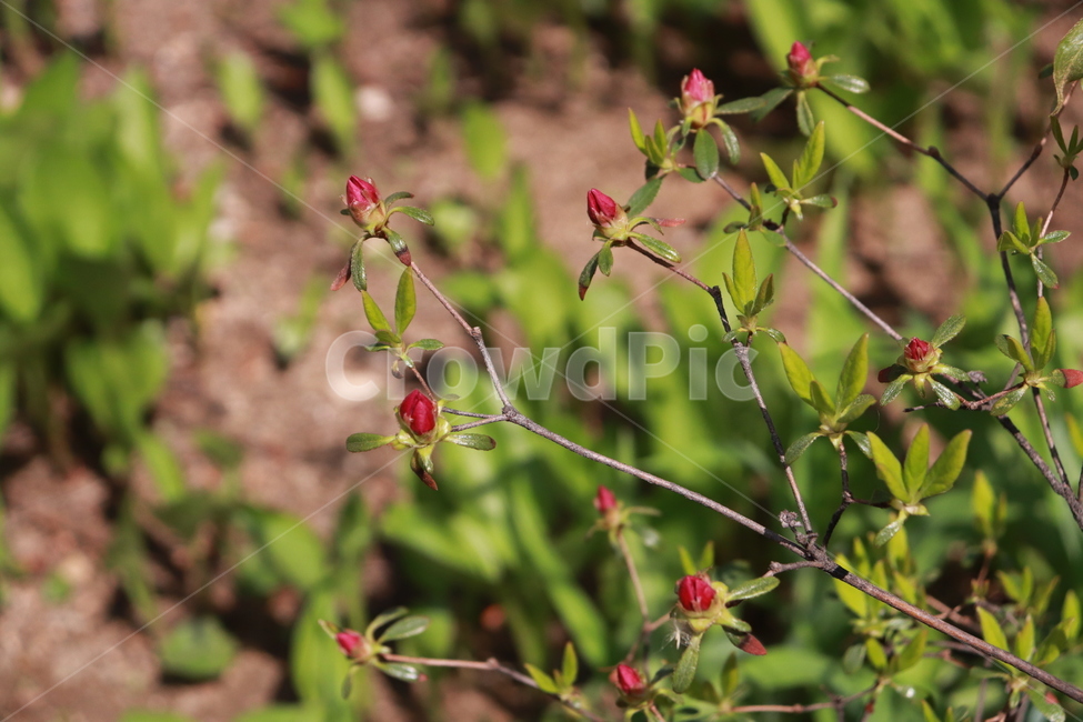 꽃,잎,나무,자연,나뭇잎,식물,자연,plants,nature,꽃,flower