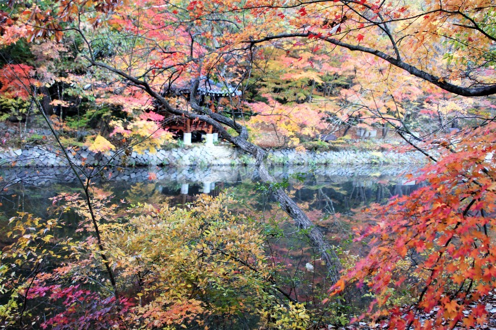가을,단풍,나무,자연,식물,안개,저수지,감성,autumn,nature,season,emotion,풍경,자연풍경,산속,trees,정자,가을,계절,fall,autumn,season,plant,tree,leaf,잎,maple
