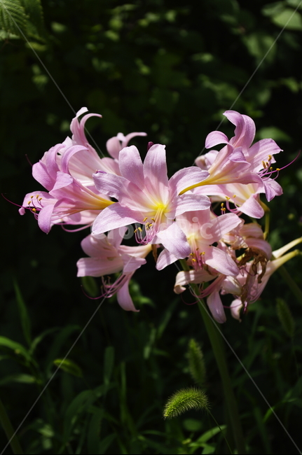 상사화,꽃,flower,식물,plant,자연,nature