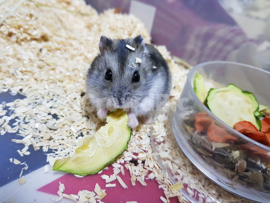 햄스터,햄찌,정글리안햄스터,드워프햄스터,반려동물,쥐,동물,animal,포유류,mammal