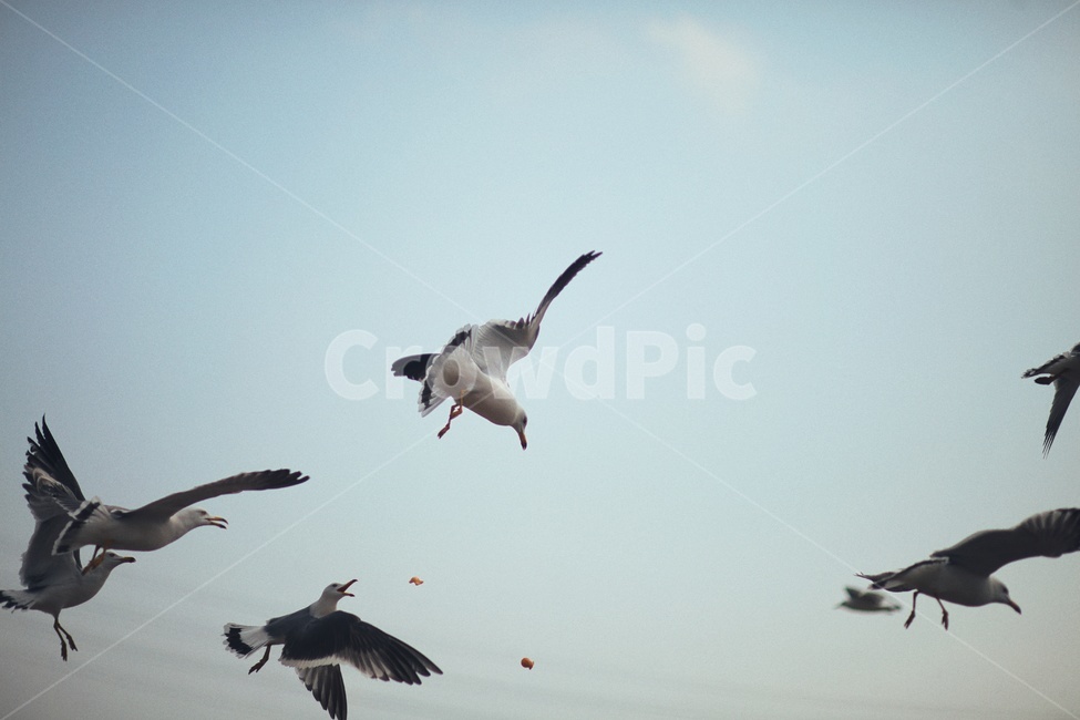 갈매기,새,과자,바다,먹이,날개,동물,bird,animal,flying