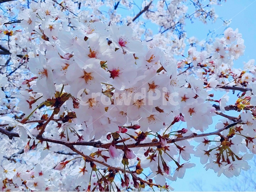 벚꽃,하늘,꽃,봄,spring,flower,sky,파랑,하양,분홍,blue,white,pink,나무,벚,cherryblossom,봄,계절,spring,season,식물,자연,plants,nature,꽃,flower,plant,blossom