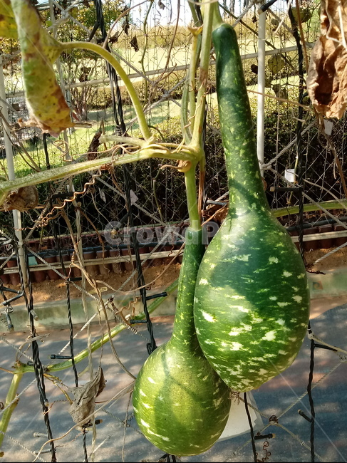열매,박,식물,넝쿨식물,일년생초본식물,표주박,과일,열매,fruit
