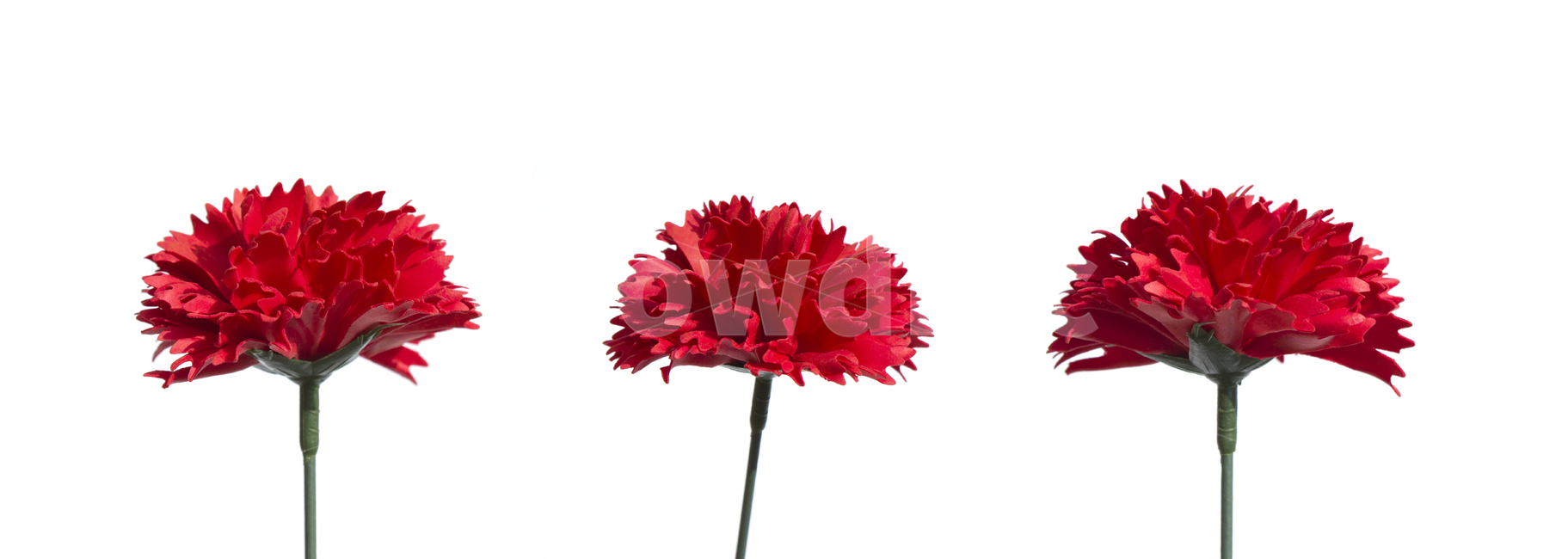 클로즈업,흰배경,레드,빨간색,빨강,꽃,카네이션,carnation,clovesflower,비누,비누꽃,감사,어버이날,스승의날,carnationflower,flower,fresh,green,red,줄기,꽃,flower,기념일,축하,anniversary,congratulation,celebrate,celebration,누끼,remove background