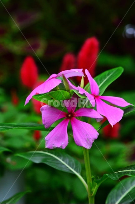 leaf,잎,plant,식물,blossom,flower,꽃,일일초,일일초꽃