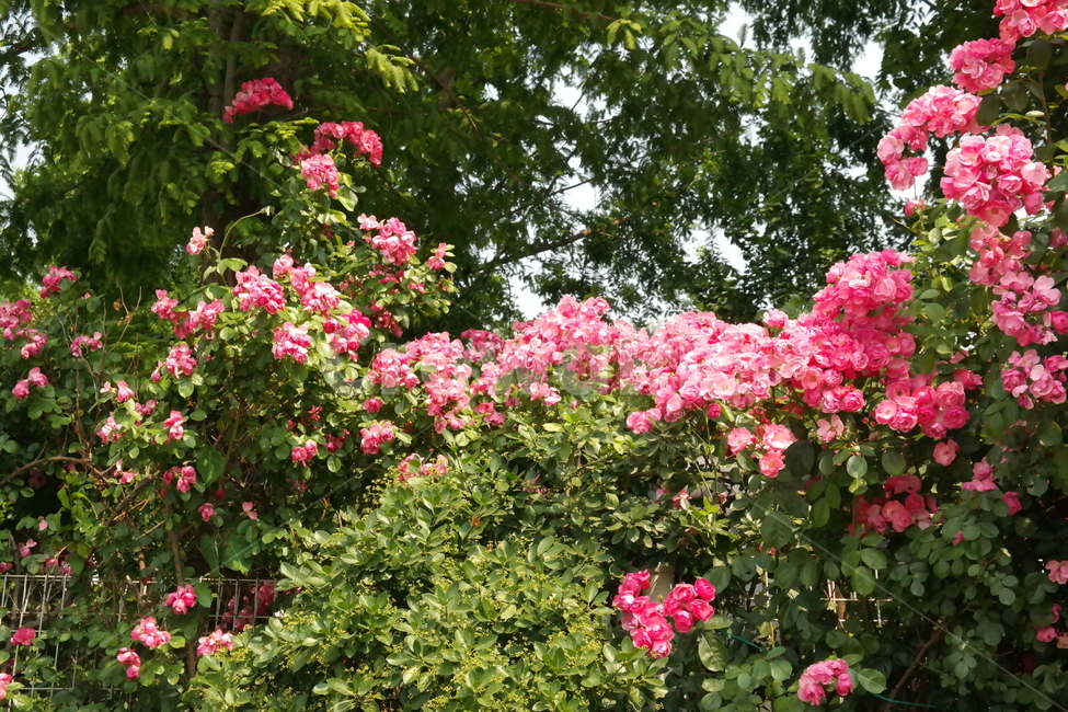 꽃,봄,분홍,햇살,풍경,사랑,계절,spring,season,식물,plants,nature,flower,감성