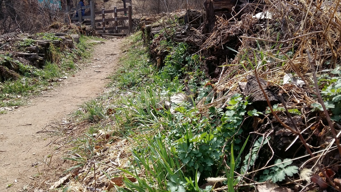 봄,봄길,산길,봄산,등산길,자연,풍경,nature,landscape,ground,바닥,gravel,자갈,dirt road,흙길,road,도로