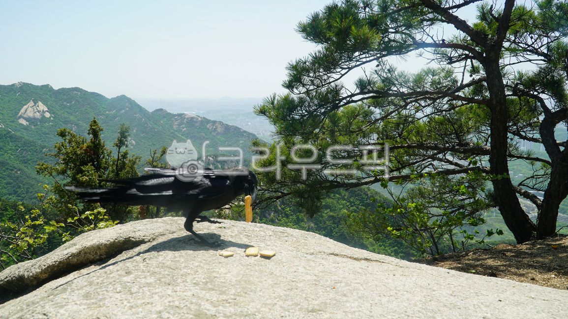 Crow,feeding,black,Birds,biscuit,wild,View