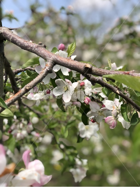 사과꽃,꽃,사과,사과나무,나무,plant,식물,tree,apple
