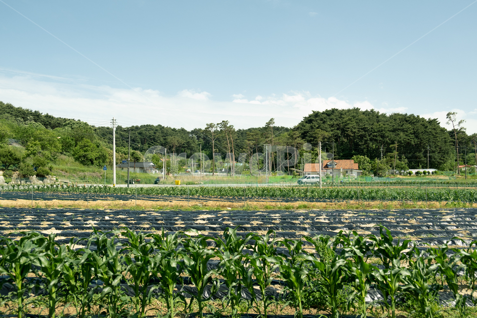 시골풍경,시골,밭,자연,rural,country,시골,마을,풍경,landscape,country,rural,town