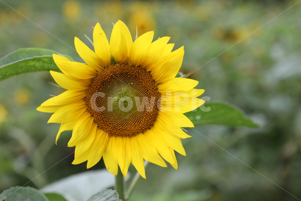해바라기,꽃,꽃밭,풍경,자연,여름풍경,여름,계절,summer,season,가을,fall,autumn,식물,자연,plants,nature,꽃,flower,plant,blossom