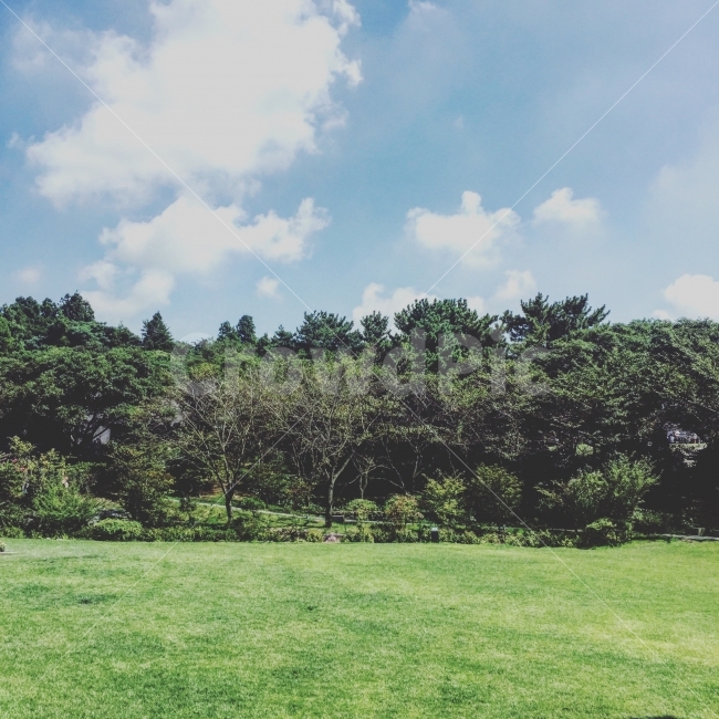 제주도,하늘,들판,여름,햇살,사진,감성사진,구름,자연,풍경,nature,landscape,여름,계절,summer,season,plant,식물,grass,잔디,lawn,outdoors,옥외