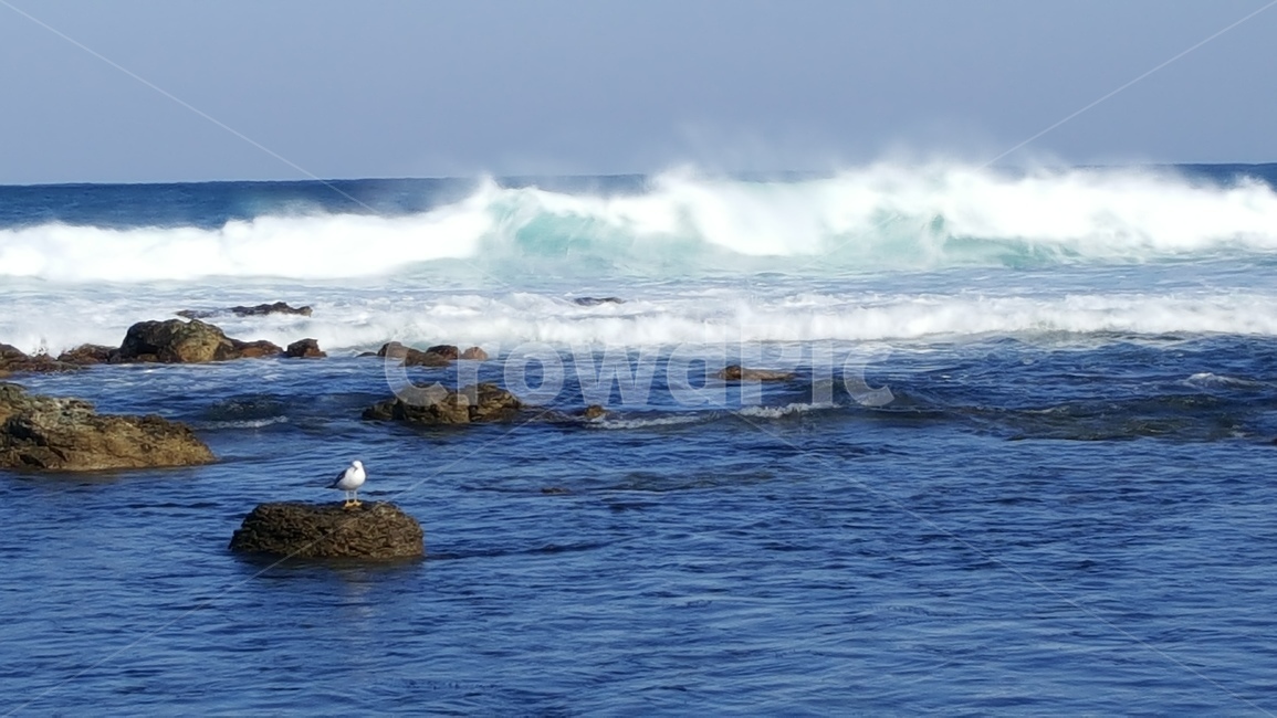 파도,갈매기,자유,바다,sea,자연,고독,자연,풍경,nature,landscape,동물,animal,조류,새,birds,ocean,대양,outdoors,옥외,water,물,bird