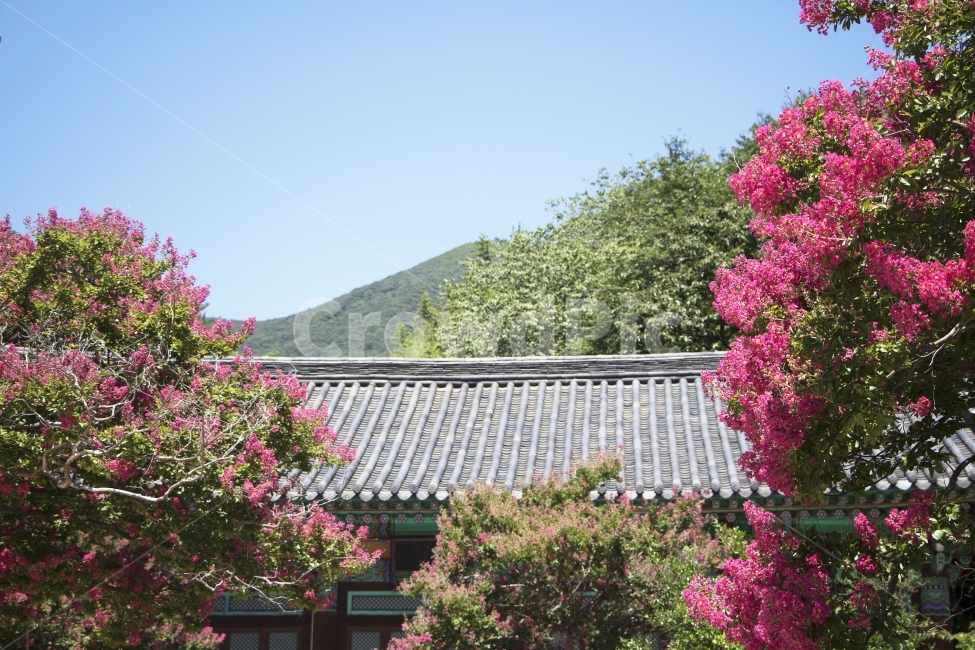 배롱나무,백일홍,목백일홍,한옥,전통가옥,사진,단독사진,디자인,소스,포토,사진자료,배경,배경사진,백그라운드,한국,동양,아시아,전통,풍경,자연,환경,실외,낮,아침,식물,꽃,봉오리,꽃봉오리,잎,꽃잎,꽃나무,6월,7월,여름꽃,아웃포커스,접사,근접,여름,녹색,야외,핑크,분홍,빨강,빨간색,지붕,한국전통,한국문화,korean traditional,korean culture,식물,자연,plants,nature,꽃,flower