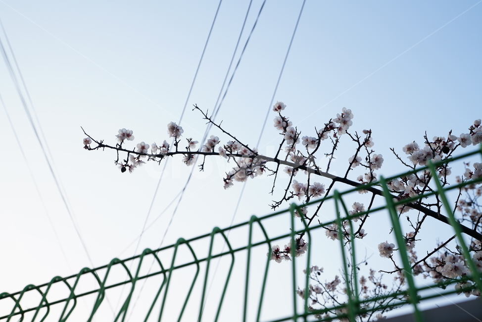 벚꽃,봄꽃,봄,계절,느낌,감성,색감,화이트,꽃,플라워,생물,식물,flower,생명,식물,자연,plants,nature,꽃,flower
